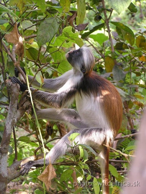 P8300486 x.jpg - Zanzibar Red Colobus Monkey (Piliocolobus kirkii), 2006